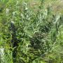 Mugwort plant, which serves as relief for poison oak and stinging nettle. 