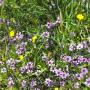 The purple flowers are Sisyrinchium bellum, also known as blue-eyed grass. 