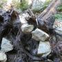 Its mass of curling roots has held these stones for hundreds of years, hidden in the dark earth.