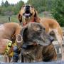 Cajun, a Plott hound, and his two English coonhound counterparts, Sage and Randy, wait for their chance to track a mountain lion.  Brendan Bane photo.