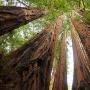 Ten of the 14 biggest trees in the Santa Cruz Mountains are found in Big Basin. Photo: Allie Caulfield