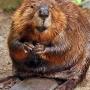 Our hero: The beaver is a 'keystone species'—remaking its territory and creating habitat for countless other critters. Photo by stevehdc.