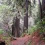 A rainy day calls for a walk under the redwoods, where the canopy shelters the trail. Nisene Marks State Park delivers. Hilltromper photo.