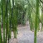 Bamboo Giant has the largest stand of timber bamboo anywhere. Bamboo Giant photo.