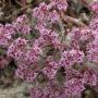 The Ben Lomond spineflower, found only in the Santa Cruz sandhills. Dylan Neubauer photo.