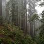 Redwoods on the Brook Trail. Pescadero Creek does "misty forest" very well.
