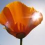 Al Frisby knows where the wildflowers are blooming and he can show you how to shoot 'em. Details below.