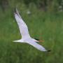 Caspian terns, a global species, are pretty darned elegant, too. Photo by Tim Lenz