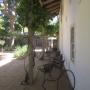 The back porch with its wisteria vines winding up the pillars.