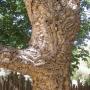 The garden is home to five cork oak trees, two of which were in place when Thomas Church added the other three. Its bark can be used for wine corks and peeled off without killing the tree.