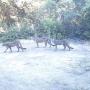 Three young mountain lions caught on surveillance camera at San Vicente Redwoods on July 31, 2013 at 9:06am. The Land Trust's Conservation Blueprint prioritizes the protection of wildlife habitat and mobility. Photo courtesy Land Trust.