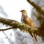 The common cuckoo that visited Watsonville. Photo by Efren Adalem.