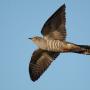 The common cuckoo. Photo by vogelartinfo/Creative Commons