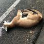 A young mountain lion killed on Hwy 17 near Redwood Estates on Aug. 28. Puma Project photo.