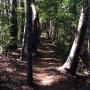 Filtered sunlight at the top of Ridge Trail. Hilltromper photo.