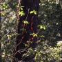 Madrones catch the autumn light on the Ridge Trail. Hilltromper photo.