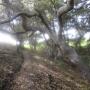 Feats of strength by the oaks on Vernal Ridge Trail, where sunlight is hard to come by. Hilltromper photo.