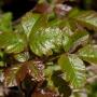 A classic specimen showing the three soft-lobed leaves and characteristic gleam of poison oak. Photo by Franco Folini/Creative Commons.