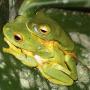 Orange-thighed frogs in the grip of passion. We don't have them here. We really just liked the picture. Photo by Rainforest_harley on Wikimedia Commons.