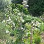 Graywater is a perfect no-cost, no-waste way to irrigate fruit trees.