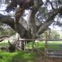 The oak tree we've nicknamed Hercules. He's at the northern edge of the preserve at the end of East Meadow Trail. Hilltromper photo.