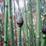 In winter and early spring, fertile horsetail shoots are capped with a cone-like strobilus, which will later release spores into the air. Hilltromper photo.