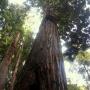 The majesty of coast redwoods is undeniable. Pictured here is the Advocate Tree, found in Forest of Nisene Marks State Park. It stands 253 feet tall and measures 39 feet in circumference. Hilltromper photo.