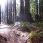 Sunlight pierces a glen on Aptos Rancho Trail. Hilltromper photo.