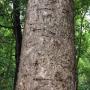The rows of holes on this sycamore were created by sapsucker birds.  Hilltromper photo.