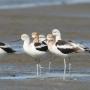 Naturalist Danny Johnson's favorite bird, the American avocet.  Photo provided by Yohn Gideon.