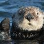The world's cutest marine mammal.  Photo provided by Yohn Gideon.