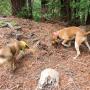 Hounds harbor 300 million olfactory receptors in their nostrils, enabling them to detect the faint scent of a mountain lion that left the area hours earlier. Brendan Bane photo.