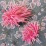 Like the flamingo, Hopkin's Rose Nudibranchs get their color from the food they eat, small bryozoans. Photo by Rebecca Johnson.