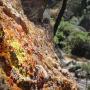 Beautiful lichens on the Juniper Canyon Trail in Pinnacles National Park. Photo credit: Garrett McAuliffe.