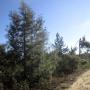 You know you're in the chaparral when you see these knobcone pines and it's really hot. Hilltromper photo.