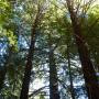 The redwood forest of  La Honda Creek Open Space Preserve.