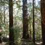 The Preserve's "Big Tree."