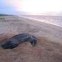 A nesting leatherback on a beach in Suriname. The Atlantic population of these reptiles is much healthier, and therefore more photographed, than the Pacific. Julias Travels photo.