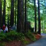 Little Basin, recently added to Big Basin Redwoods State Park with help from Sempervirens Fund, offers group camping in a majestic setting. Photo by Dan Quinn.