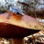 Forest dwellers, just chillin'. Photo by Yevgeny Nyden.