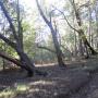 Madrones on Middle Ridge Fire Road in Big Basin. Photo by Hilltromper.