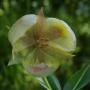 Calochortusincludes Mariposa—Mariposa lily or fairy lantern.