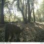 The "McDougal mountain lion," named for property Land Trust seeks to purchase for a wildlife crossing, on Aug. 9. Pathways for Wildlife photo.