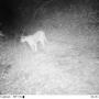 The McDougal lion on Sept. 28 on the west side of Hwy 17, on the "Marywood" parcel sought by Land Trust. He was fatally hit by a car on Hwy 17 on Nov. 6 near the proposed wildlife crossing site. Pathways photo.