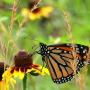 Monarch butterflies overwinter at Natural Bridges, leaving in late January or February. Photo credit: Clinton and Charles Robertson via Wikimedia Commons.