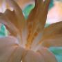 Mimulus: the monkey flower.