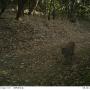The McDougal lion on Aug. 9, a few minutes later, still on the east side of Hwy 17. Pathways photo.