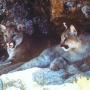 During mating season pumas might make sweet love nine times an hour. 
