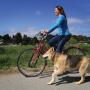 Notice that this dog is not pulling his mistress's arm out of its socket, thanks to the Moved by Bikes Dog Runner.