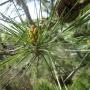 Seed cluster on one of the massive Monterey pines in the park's northeast corner. Photo credit: Hilltromper.